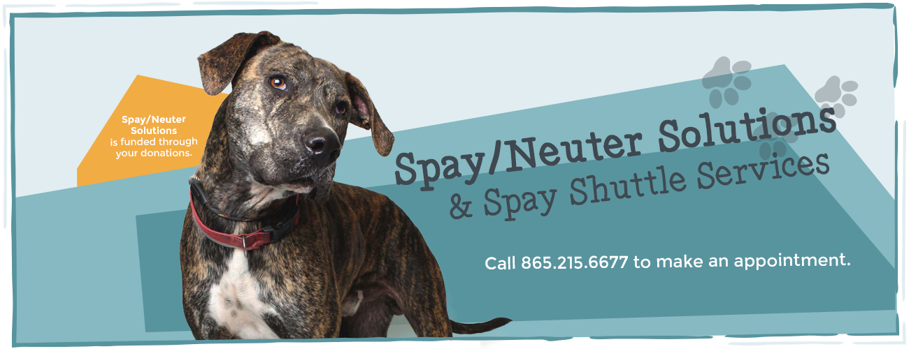 cheap places to get dog spayed