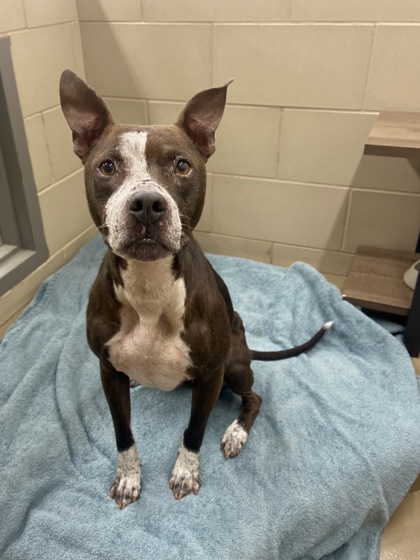 Blue Bell - Young-Williams Animal Center