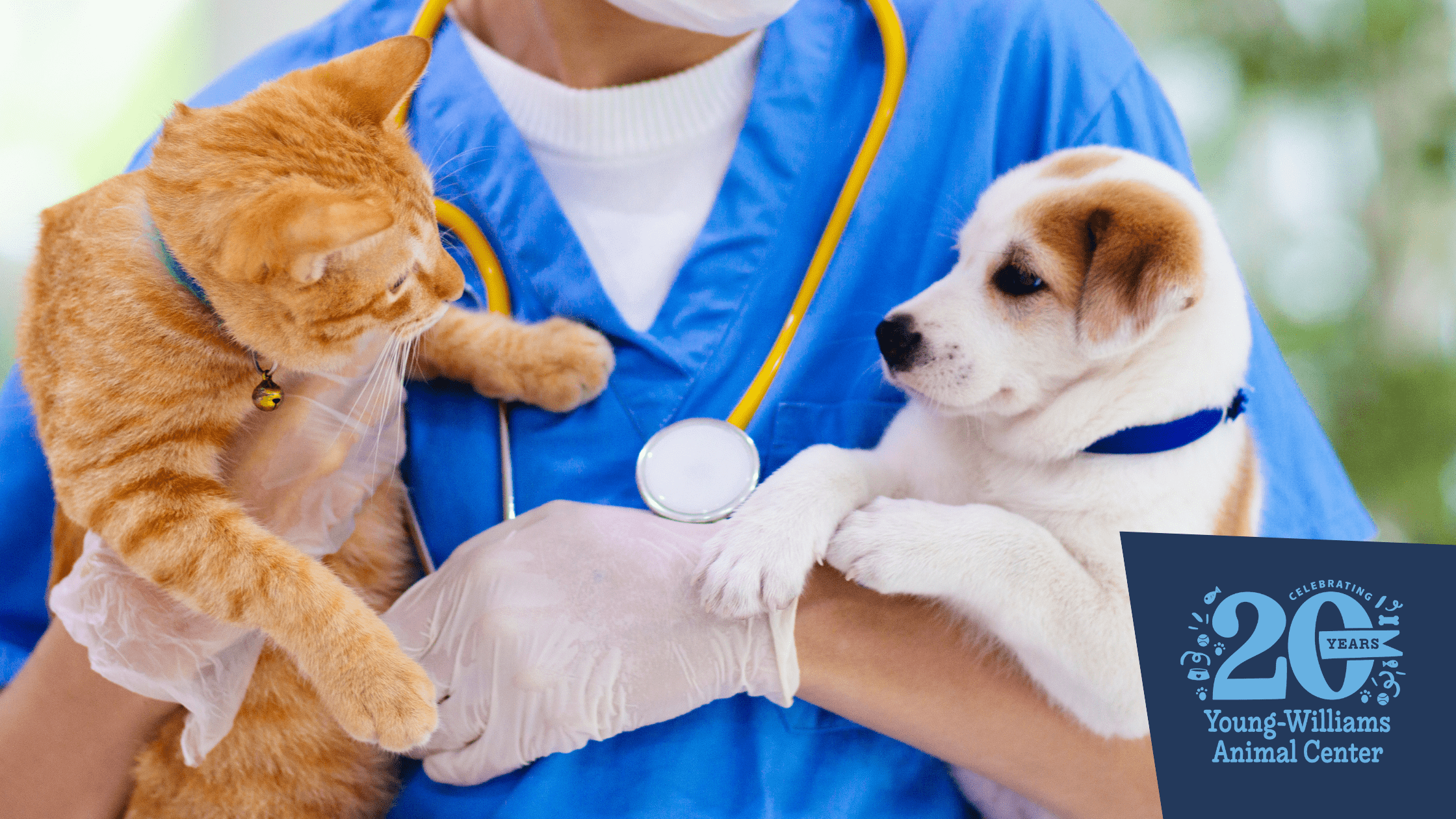 Featured image for “Celebrating Vet Techs at Young-Williams Animal Center”